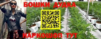 сатива Аргун